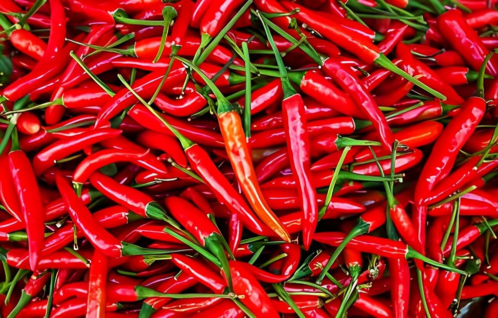 Red Chili Pepper seeds for planting – spicy red peppers, bold flavor, glossy skin, high yield, heat-tolerant, ideal for home gardens and farms